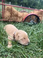 AKC Golden Retriever , a male Golden Retriever for sale in White Sulphur Springs, WV – 1 of 2