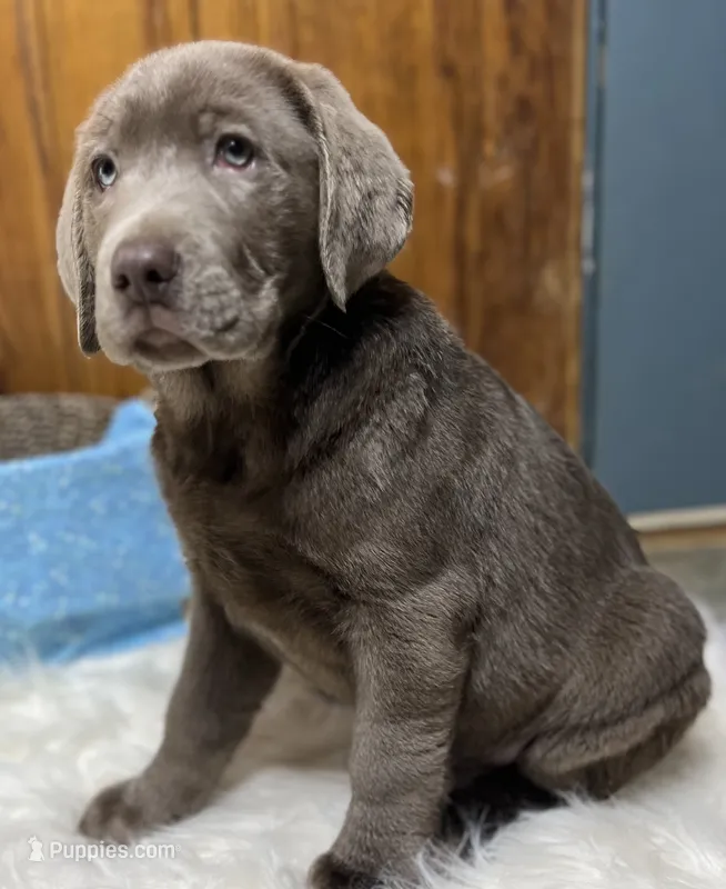 Discounted AKC Silver Labrador Retriever  – Labrador Retriever puppy for sale in White Sulphur Springs, WV