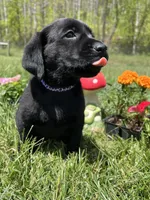 Discounted Ready to Go AKC Labrador Retriever , a female Labrador Retriever for sale in White Sulphur Springs, WV – 2 of 2