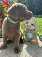 Ready to Go AKC Labrador Retriever , a male Labrador Retriever for sale in White Sulphur Springs, WV – 2 of 2