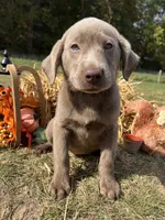 Discounted Ready to Go AKC Labrador Retriever , a female Labrador Retriever for sale in White Sulphur Springs, WV – 2 of 2