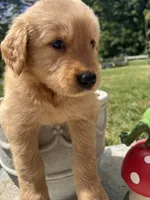 Full AKC Ready to Go Home Golden Retriever , a female Golden Retriever for sale in White Sulphur Springs, WV – 2 of 2
