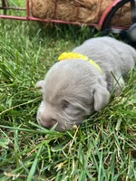 AKC Silver Labrador Retriever , a male Labrador Retriever for sale in White Sulphur Springs, WV – 1 of 2