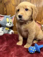Ready to Go Home AKC Golden Retriever , a male Golden Retriever for sale in White Sulphur Springs, WV – Photo 1 of 2