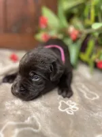 AKC Chocolate Labrador Retriever , a male Labrador Retriever for sale in White Sulphur Springs, WV – 2 of 2