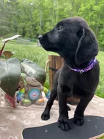 Discounted Ready to Go Labrador Retriever , a female Labrador Retriever for sale in White Sulphur Springs, WV – 3 of 3