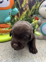 AKC Labrador Retriever , a female Labrador Retriever for sale in White Sulphur Springs, WV – 2 of 2