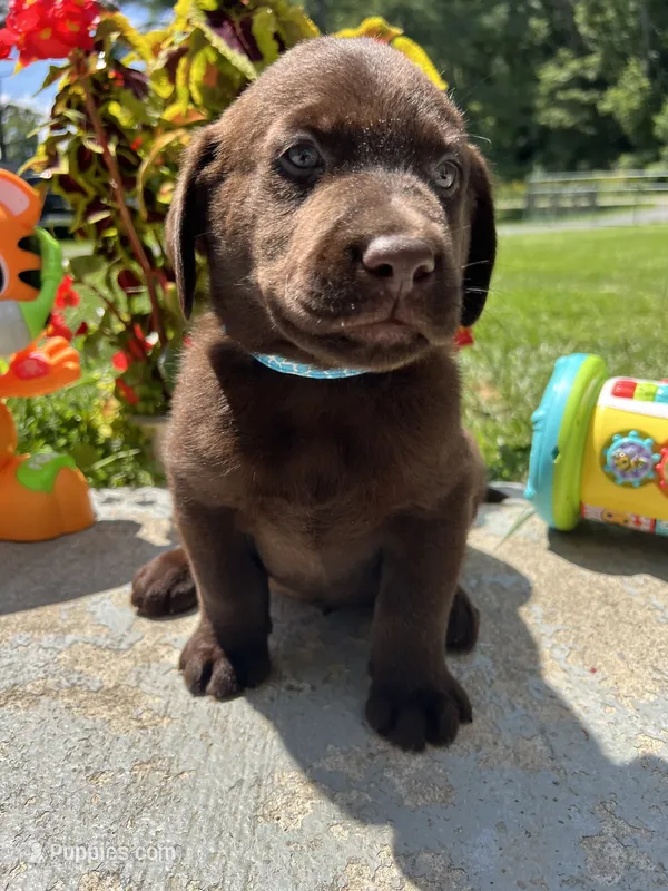 AKC Labrador Retriever  – Labrador Retriever puppy for sale in White Sulphur Springs, WV