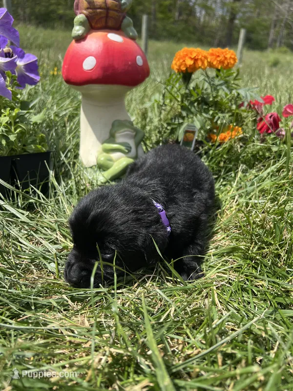 AKC Labrador Retriever  – Labrador Retriever puppy for sale in White Sulphur Springs, WV