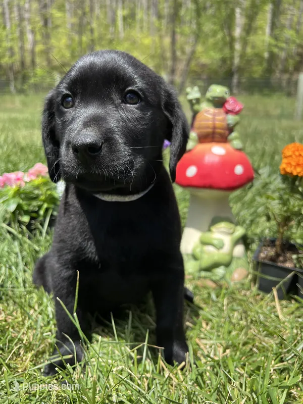 Ready to Go Black Labrador Retriever  – Labrador Retriever puppy for sale in White Sulphur Springs, WV