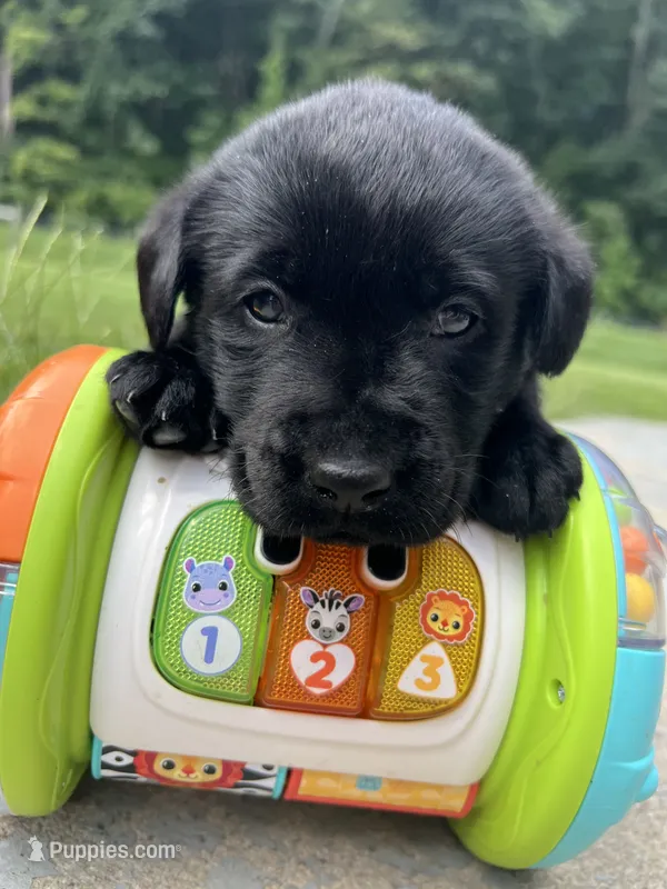 AKC Labrador Retriever  – Labrador Retriever puppy for sale in White Sulphur Springs, WV