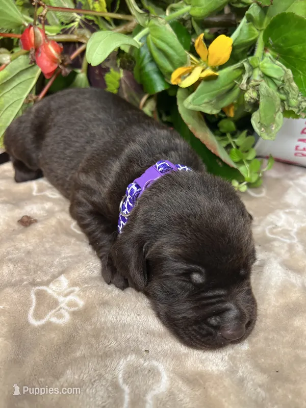 AKC Chocolate Labrador Retriever  – Labrador Retriever puppy for sale in White Sulphur Springs, WV