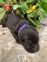 AKC Chocolate Labrador Retriever , a female Labrador Retriever for sale in White Sulphur Springs, WV – 1 of 2