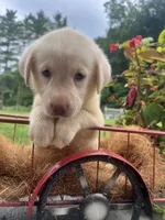 Ready to Go AKC Labrador Retriever , a female Labrador Retriever for sale in White Sulphur Springs, WV – 1 of 2