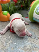 AKC Russian Cream Golden Retriever , a male Golden Retriever for sale in White Sulphur Springs, WV – 2 of 4