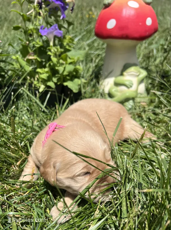 AKC Golden Retriever  – Golden Retriever puppy for sale in White Sulphur Springs, WV