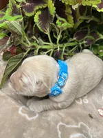 AKC Golden Retriever , a male Golden Retriever for sale in White Sulphur Springs, WV – 2 of 2