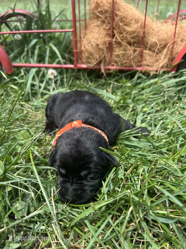 AKC Black Labrador Retriever  – Labrador Retriever puppy for sale in White Sulphur Springs, WV