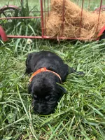 AKC Black Labrador Retriever , a male Labrador Retriever for sale in White Sulphur Springs, WV – 1 of 2