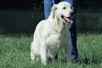 AKC Russian Cream Golden Retriever , a male Golden Retriever for sale in White Sulphur Springs, WV – 4 of 4