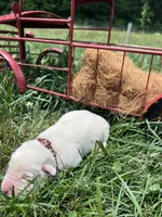 AKC Yellow Labrador Retriever , a male Labrador Retriever for sale in White Sulphur Springs, WV – 2 of 2