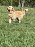 Expecting AKC Golden Retriever , a  Golden Retriever for sale in White Sulphur Springs, WV – 3 of 3