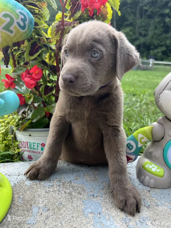 Ready to Go Labrador Retriever  – Labrador Retriever puppy for sale in White Sulphur Springs, WV