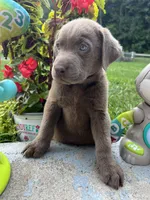 Ready to Go Labrador Retriever , a female Labrador Retriever for sale in White Sulphur Springs, WV – 1 of 2