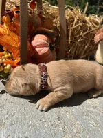 AKC Golden Retriever , a female Golden Retriever for sale in White Sulphur Springs, WV – 2 of 2