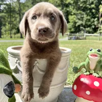 Ready to Go AKC Labrador Retriever , a male Labrador Retriever for sale in White Sulphur Springs, WV – 2 of 2
