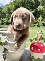 Ready to Go AKC Labrador Retriever , a female Labrador Retriever for sale in White Sulphur Springs, WV – 2 of 2