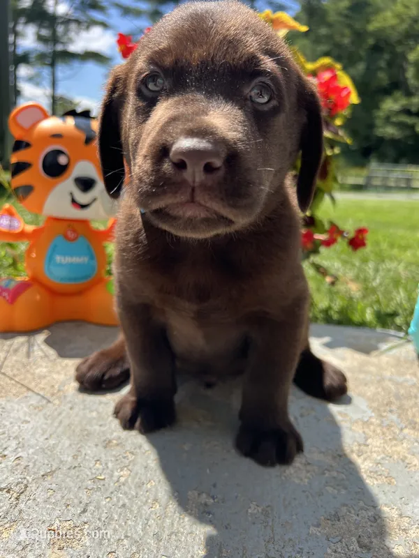 AKC Labrador Retriever  – Labrador Retriever puppy for sale in White Sulphur Springs, WV