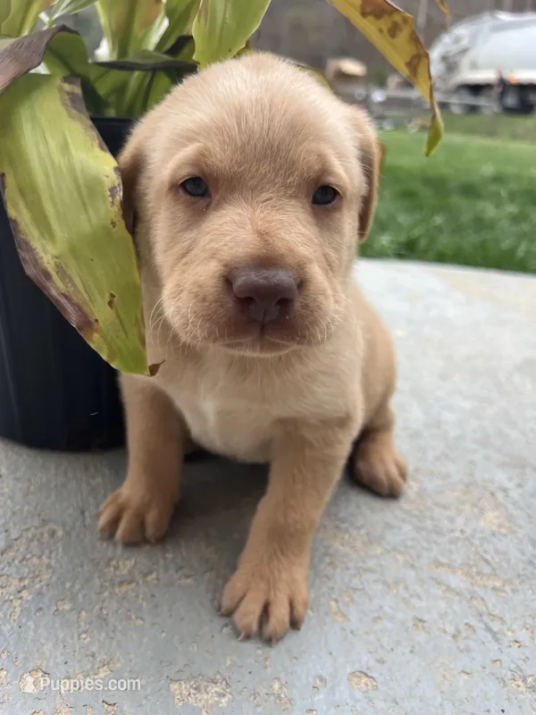 AKC Fox Red Labrador Retriever  – Labrador Retriever puppy for sale in White Sulphur Springs, WV