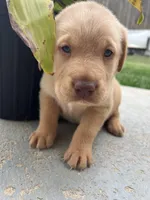 AKC Fox Red Labrador Retriever , a male Labrador Retriever for sale in White Sulphur Springs, WV – Photo 2 of 2