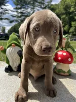Discounted Ready to Go Silver Labrador Retriever , a male Labrador Retriever for sale in White Sulphur Springs, WV – 1 of 1