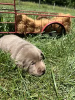 AKC Silver Labrador Retriever , a male Labrador Retriever for sale in White Sulphur Springs, WV – 2 of 2