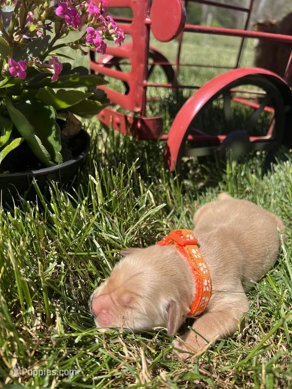 AKC Golden Retriever  – Golden Retriever puppy for sale in White Sulphur Springs, WV