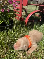AKC Golden Retriever , a female Golden Retriever for sale in White Sulphur Springs, WV – 1 of 2