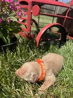 AKC Golden Retriever , a female Golden Retriever for sale in White Sulphur Springs, WV – 2 of 2