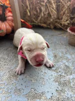 AKC Labrador Retriever , a female Labrador Retriever for sale in White Sulphur Springs, WV – 2 of 3