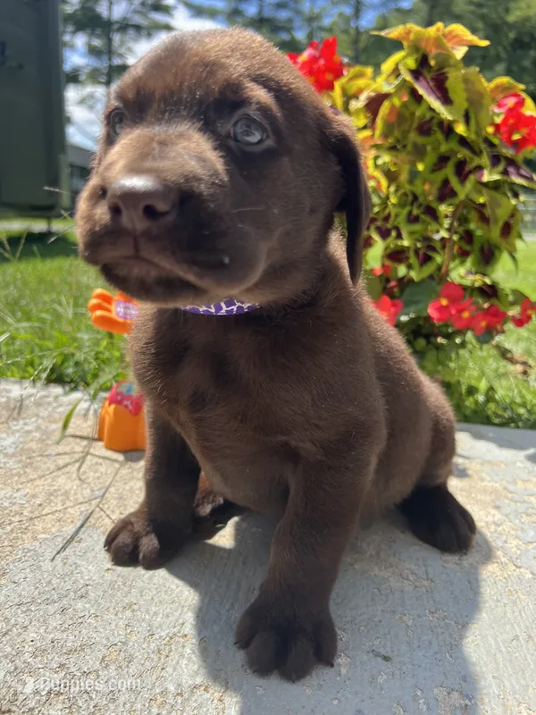 AKC Labrador Retriever  – Labrador Retriever puppy for sale in White Sulphur Springs, WV