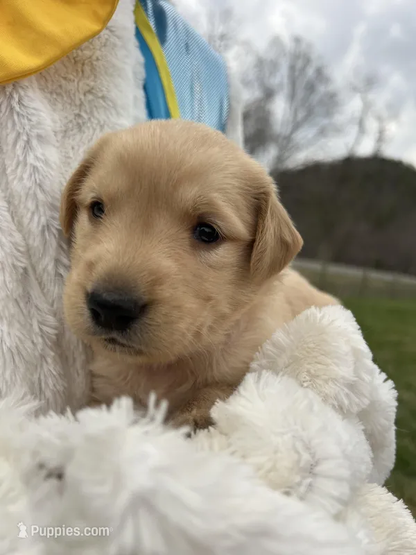 AKC Golden Retriever  – Golden Retriever puppy for sale in White Sulphur Springs, WV