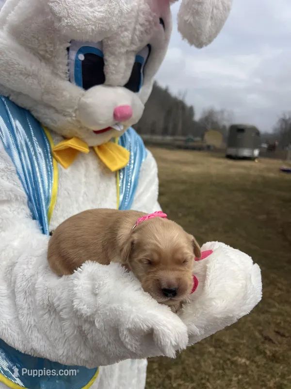 AKC Golden Retriever  – Golden Retriever puppy for sale in White Sulphur Springs, WV