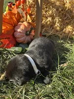 Black Labrador Retriever , a female Labrador Retriever for sale in White Sulphur Springs, WV – 2 of 2