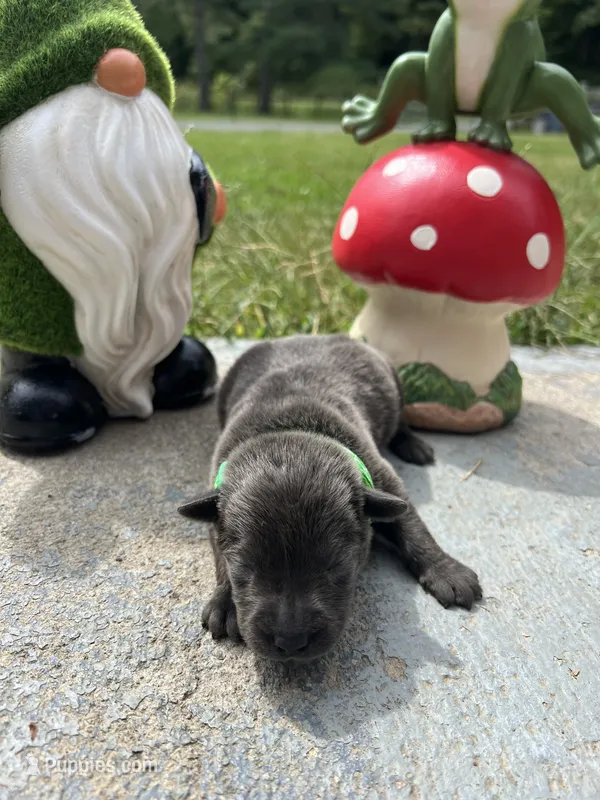 AKC Charcoal Labrador Retriever  – Labrador Retriever puppy for sale in White Sulphur Springs, WV