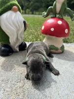 AKC Charcoal Labrador Retriever , a male Labrador Retriever for sale in White Sulphur Springs, WV – 1 of 2