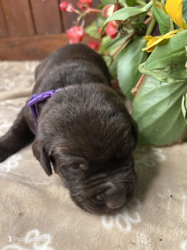 AKC Chocolate Labrador Retriever  – Labrador Retriever puppy for sale in White Sulphur Springs, WV