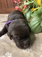 AKC Chocolate Labrador Retriever , a male Labrador Retriever for sale in White Sulphur Springs, WV – 1 of 2