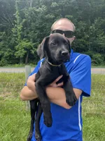Discounted Ready to Go Labrador Retriever , a female Labrador Retriever for sale in White Sulphur Springs, WV – 2 of 2