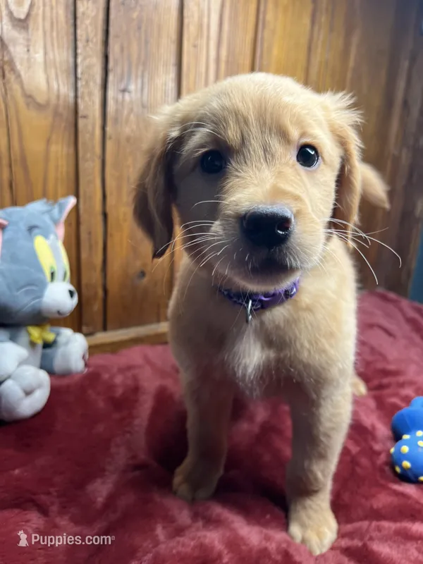 Ready to Go Home AKC Golden Retriever